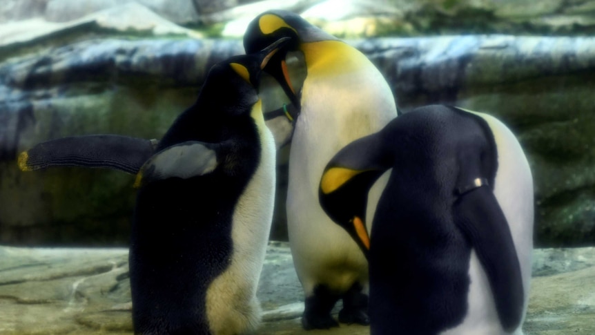 Two penguins touch beaks as they stand close together.