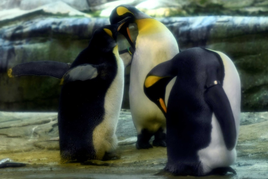 Two penguins touch beaks as they stand close together.