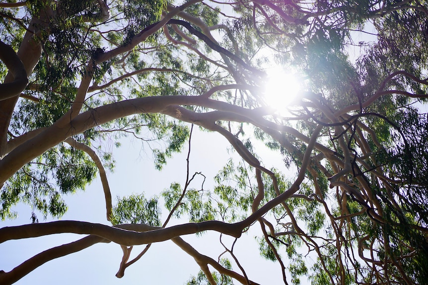 Sun shines through trees from above