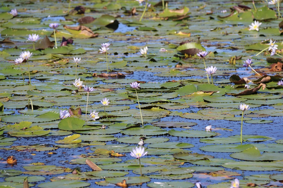 Water lilies sit atop wetlands in Kakadu National Park