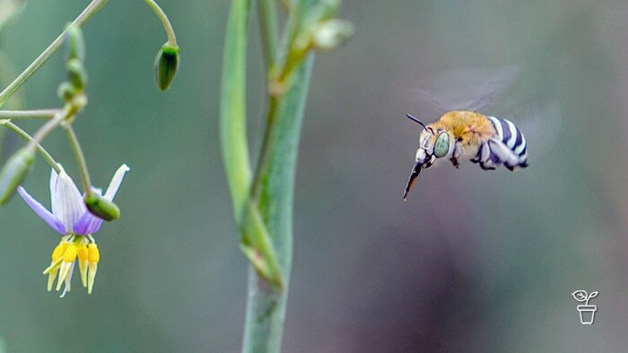 Australian Blue-banded bee flying towards a flower
