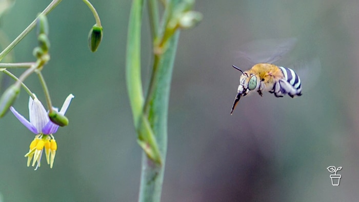 Australian Blue-banded bee flying towards a flower
