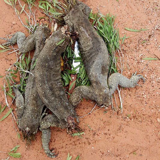 Mutilated goannas spark message to Indigenous hunters