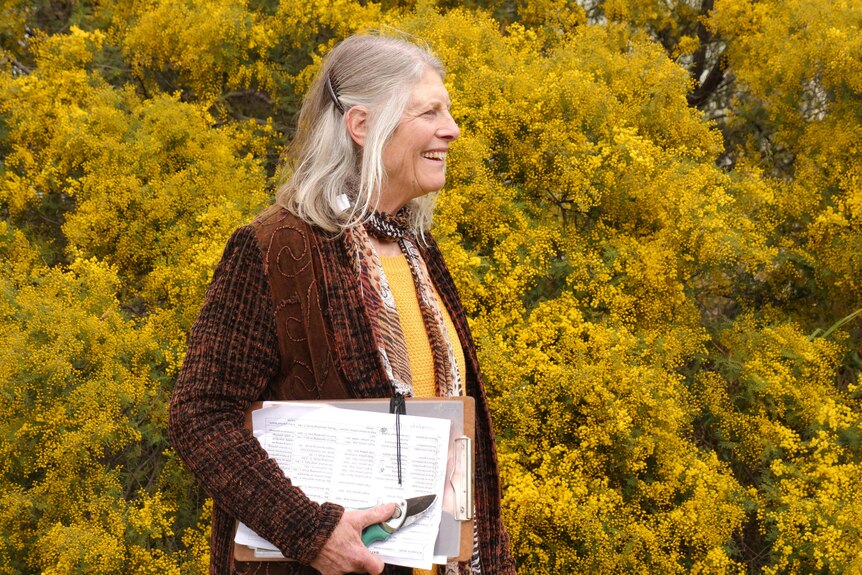 A grey haired lady standing in front of a wattle tree with a clipboard. 