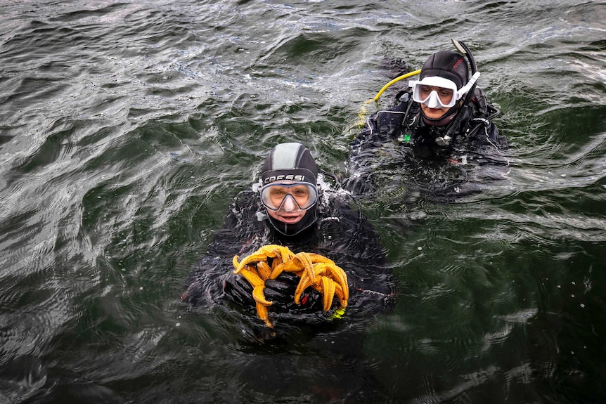 Two divers with their heads above the water. One holds several bright orange seastars.