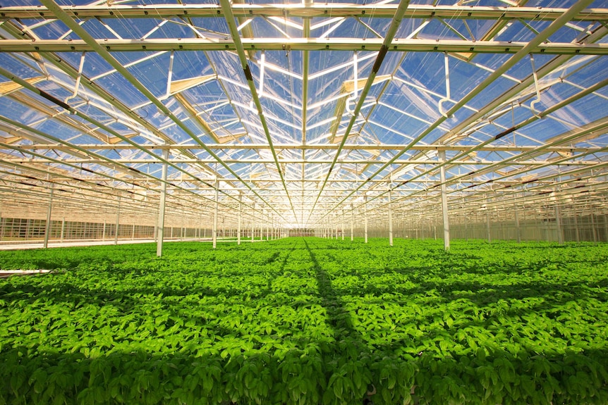 Inside a large glasshouse, brightly lit herbs at Cobbity near Sydney