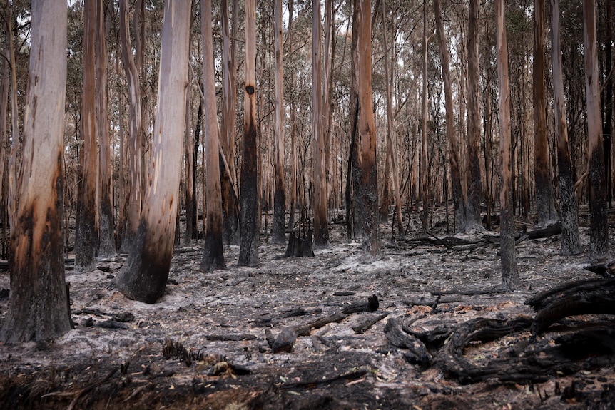 Charred trees in a forest. 
