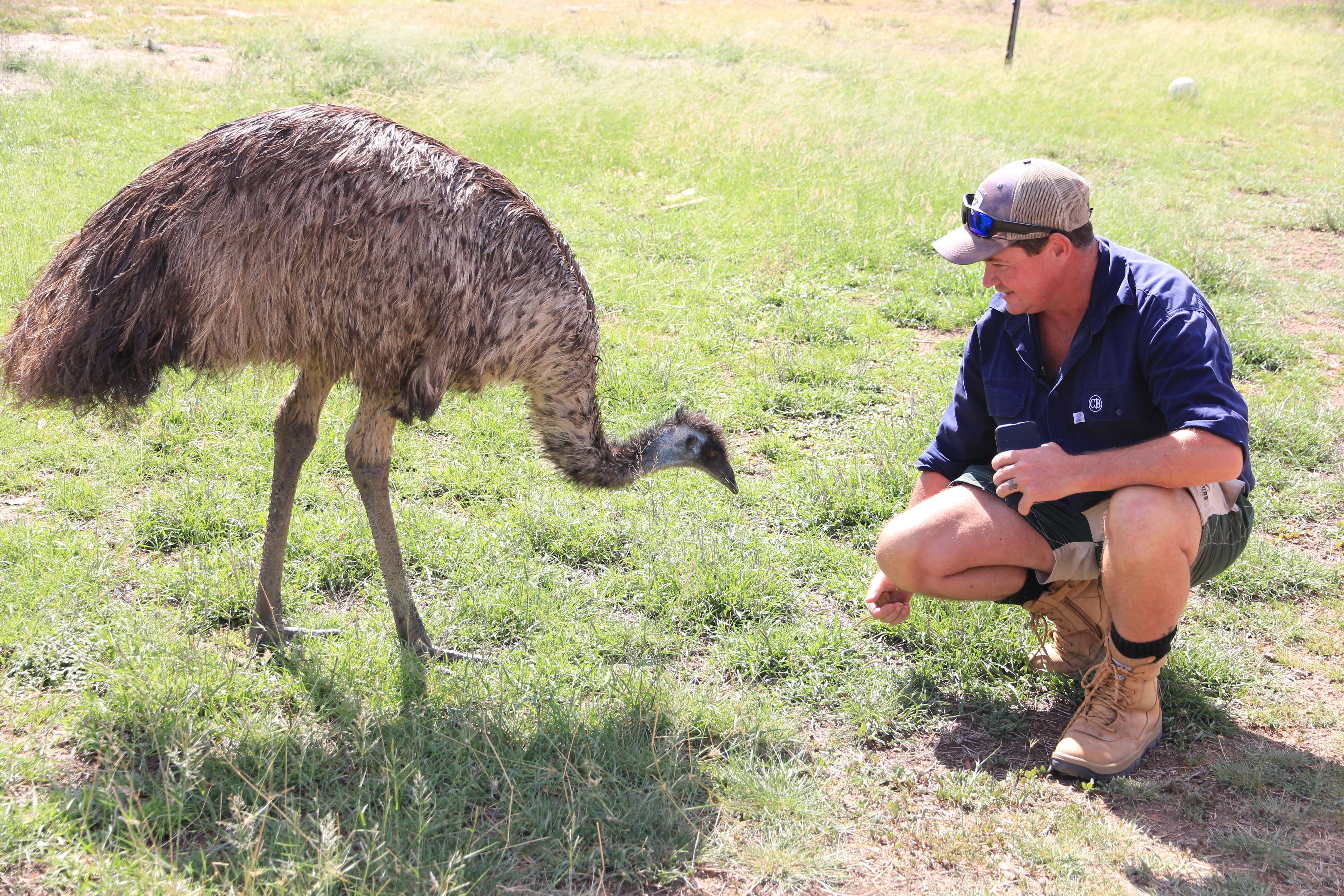Adam Osborne se agachó en el suelo junto a un emú