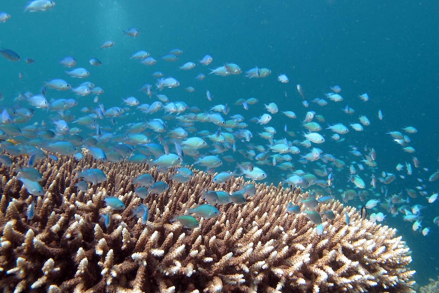 A school of small fish swimming above coral.