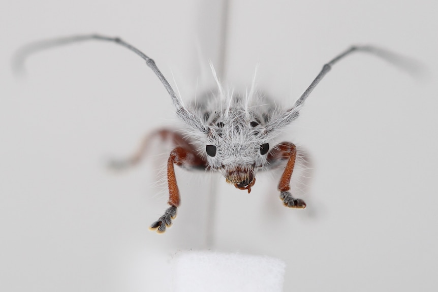 A black beetle with spiky white hairs