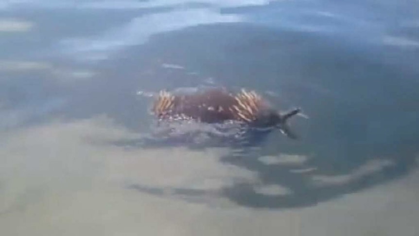 An echidna swims in a lake.