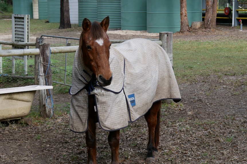 Brown horse in grey coat standing on brown dirt paddock.