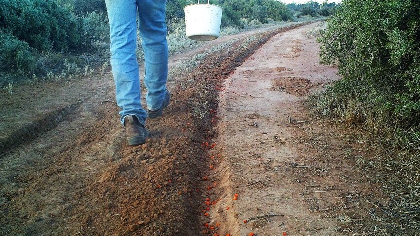 Neds Corner Station manager Peter Barnes walks along trail dropping carrots in K5-virus release to control pest rabbits.