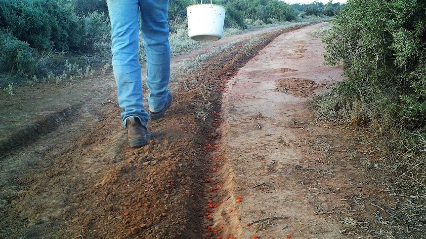 Neds Corner Station manager Peter Barnes walks along trail dropping carrots in K5-virus release to control pest rabbits.