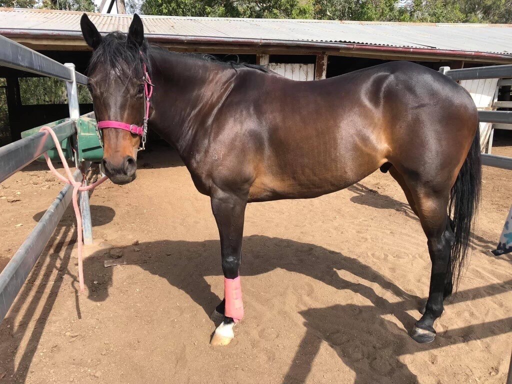 Horses suffer 'graphic' injuries in slashing attack at Goondiwindi