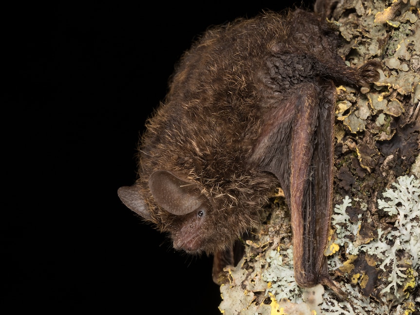 A close-up of a small brown bat clinging to the bark of a tree. Pitch black in the background.