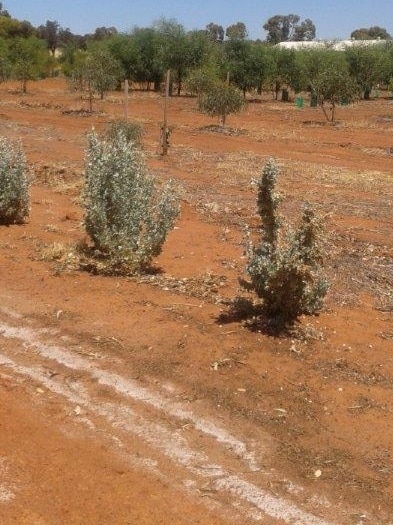 Salt affected land in Brookton