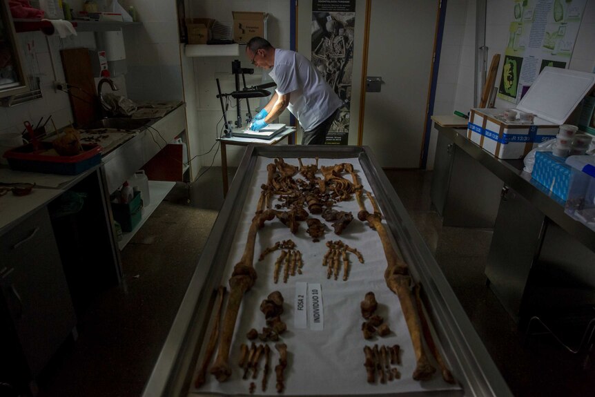 Bones of individual found in 2010 in a mass grave around the area known as La Pedraja, at a laboratory in Verin, Spain