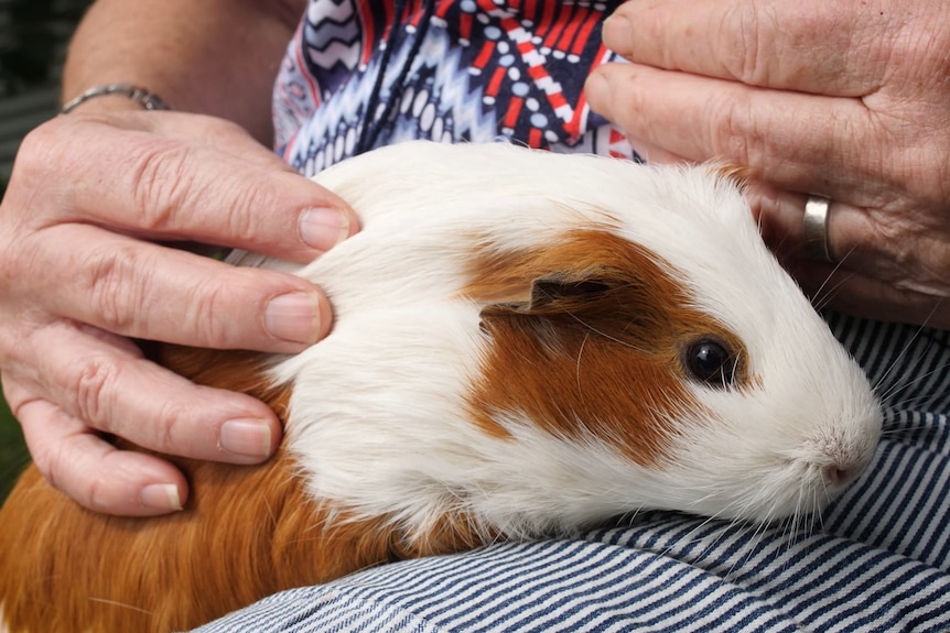 Ginger and white guinea pig sitting on a woman's lap, being patted by her