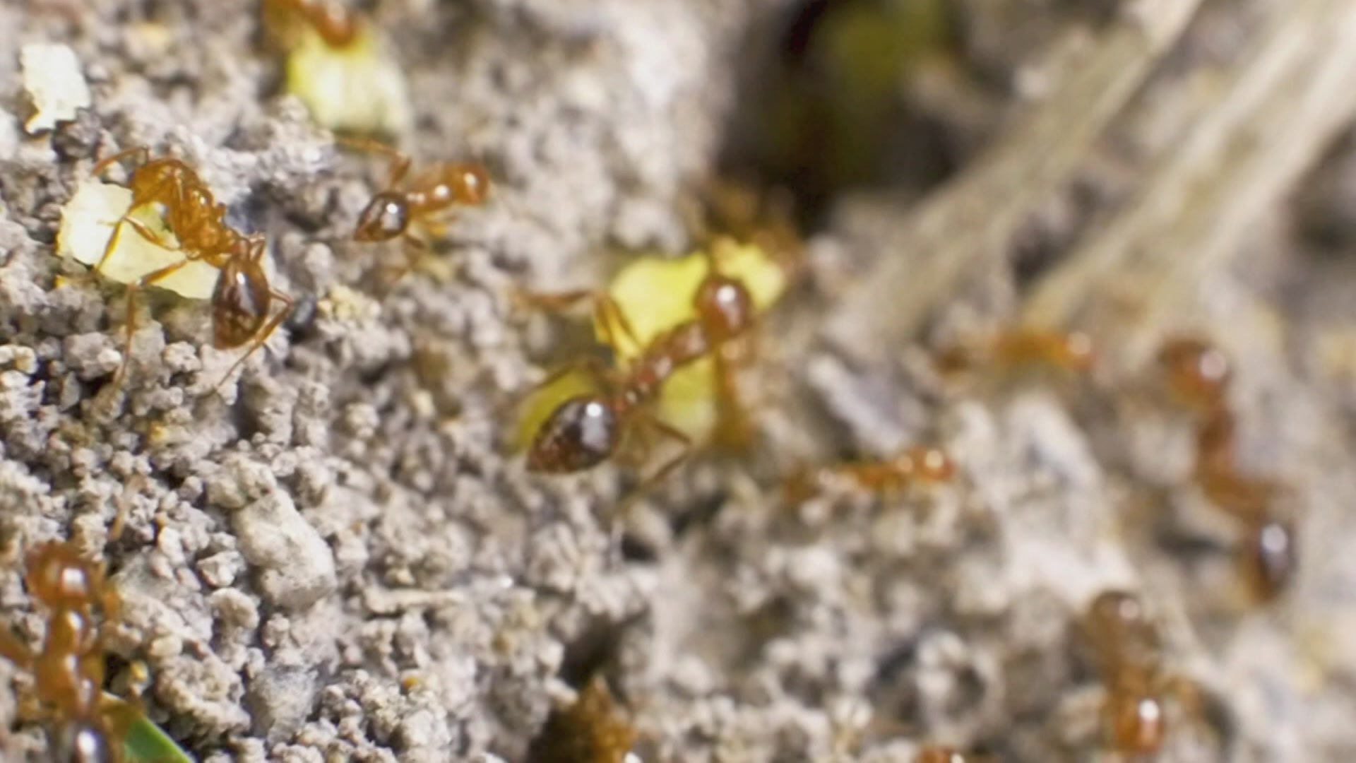 VIDEO: Ant Suppression: Breakthrough in the battle against fire ants - ABC News & Headlines – Australian Broadcasting Corporation