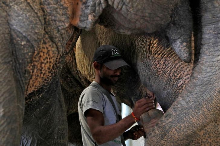 Handler focuses as he hand-feeds elephant in close-up shot at India's first elephant hospital