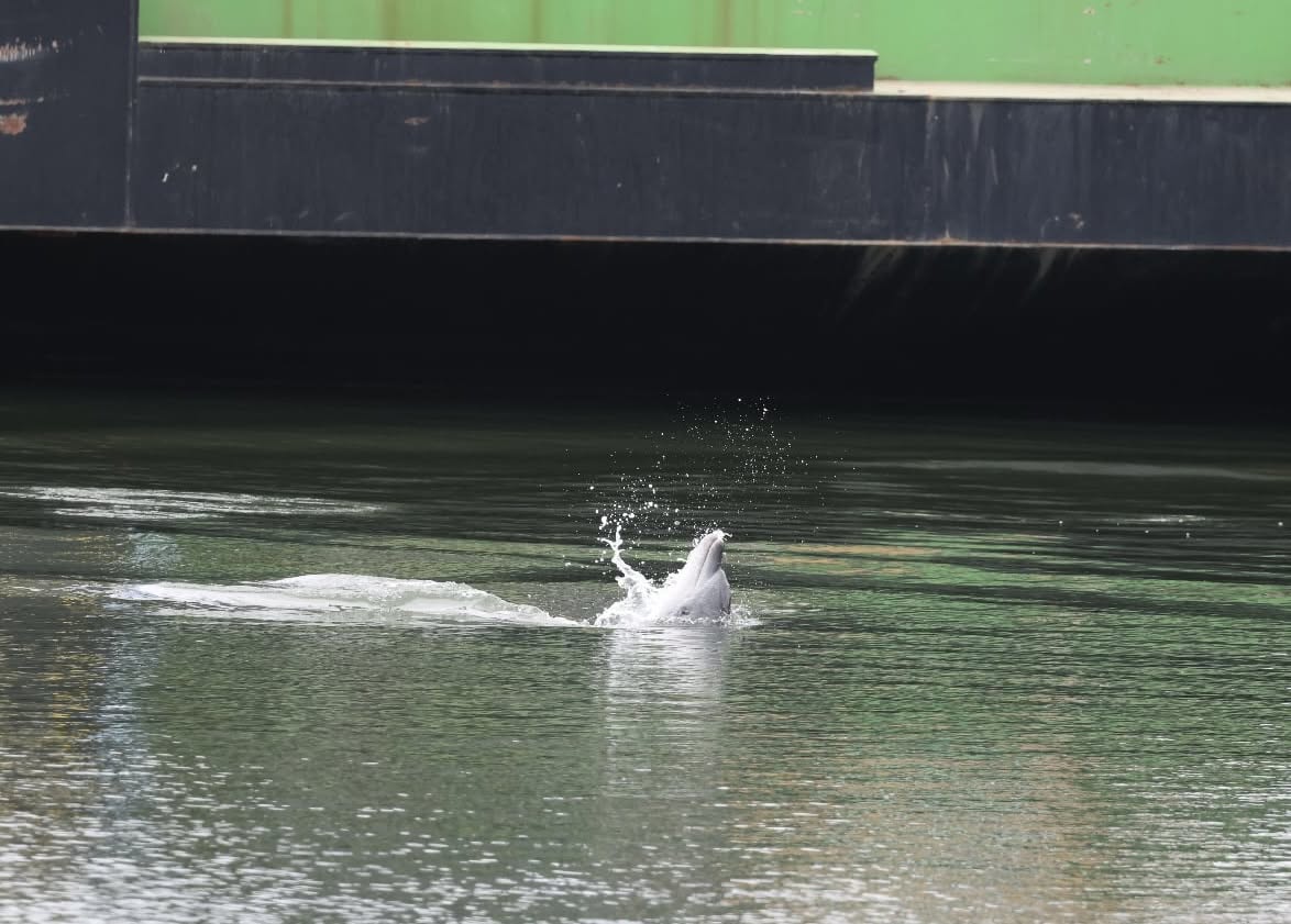 Port River 'stud muffin' among spate of dolphin deaths in Adelaide