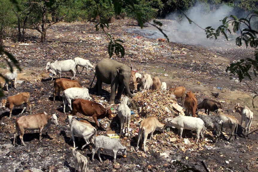 Elephant and cows surround a pile of rubbish with smoke in the background.