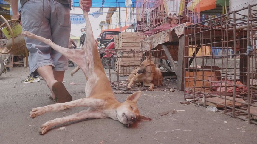 Dead dog dragged by leg in Indonesia