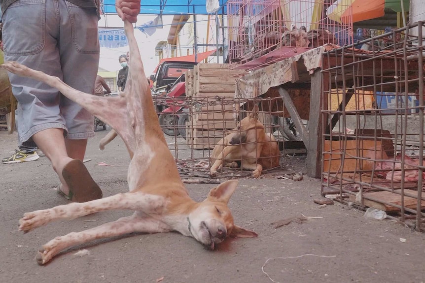 Dead dog dragged by leg in Indonesia