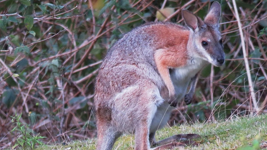 wallaby picture