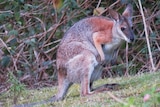 wallaby picture