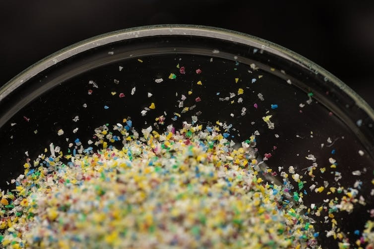 tiny multi-coloured fragments of plastic on a petri dish