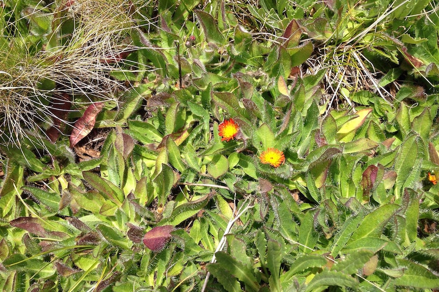 A picture of a green matted plant with orange flowers