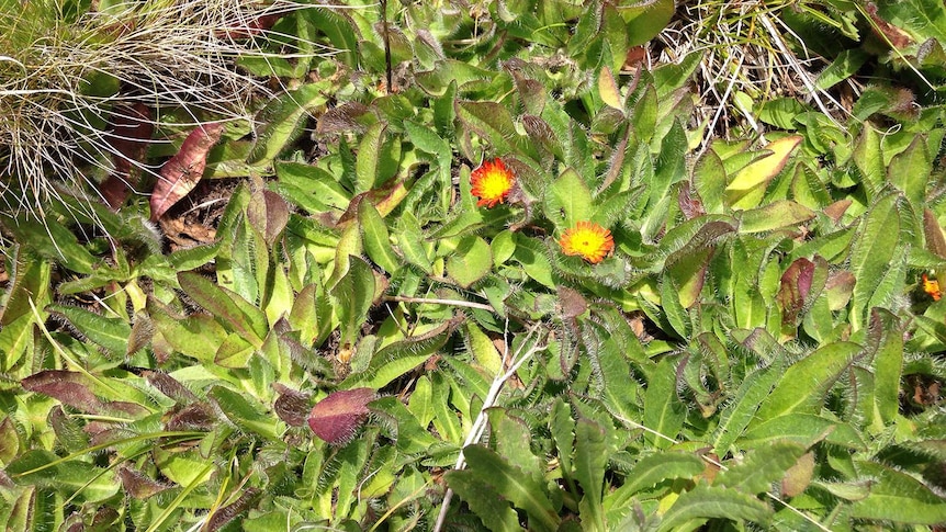 A picture of a green matted plant with orange flowers