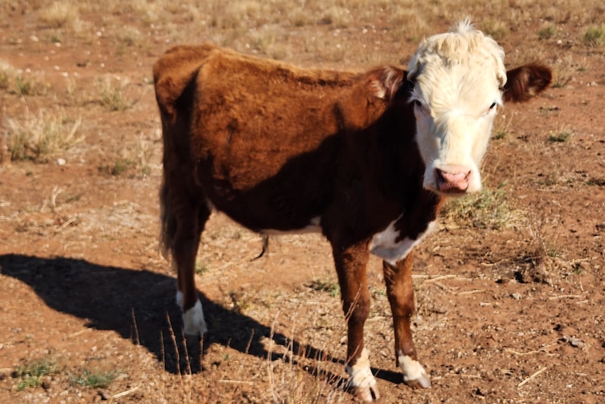 A skinny calf in a paddock.