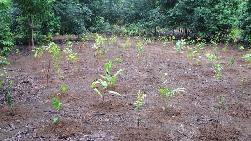 Newly planted rainforest plants in a field with mature trees in the background.