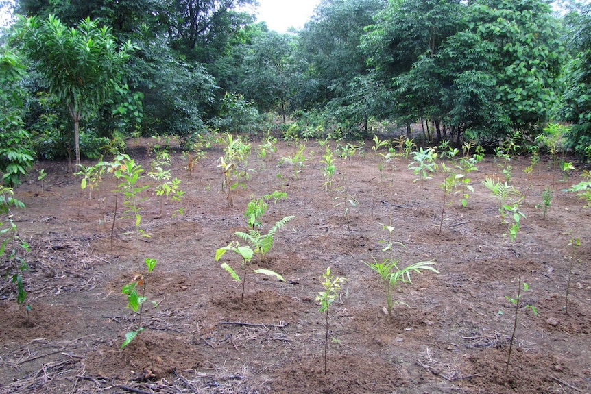 Newly planted rainforest plants in a field with mature trees in the background.