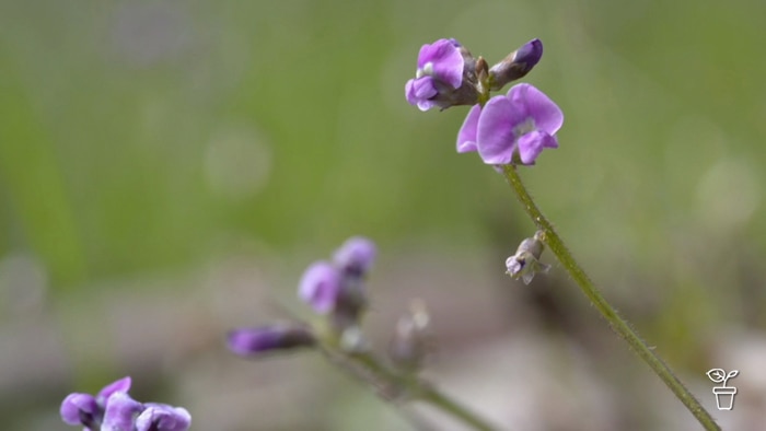 Plant with purple flower growing in bushland