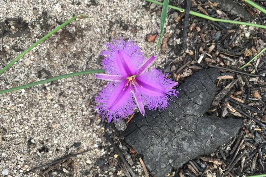 A flower blooms following the bushfire in the Royal National Park.