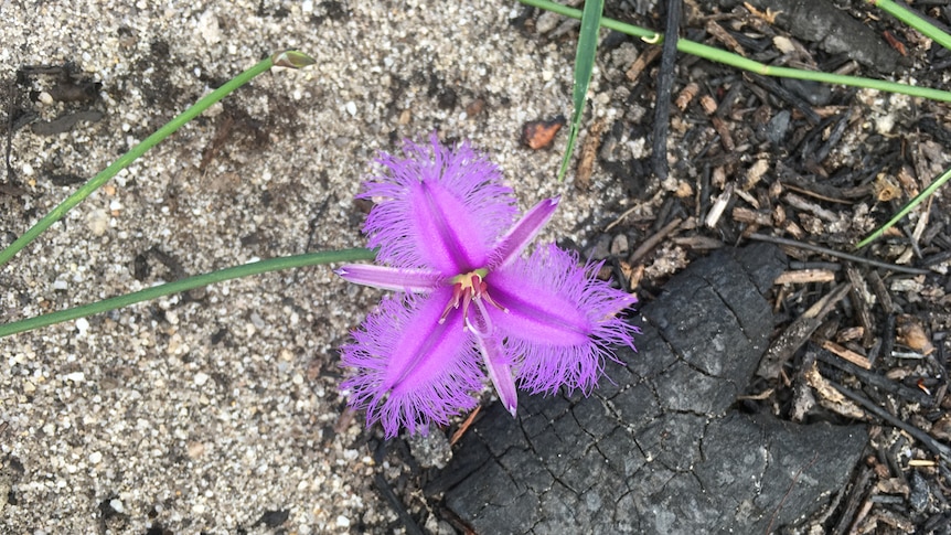 A flower blooms following the bushfire in the Royal National Park.