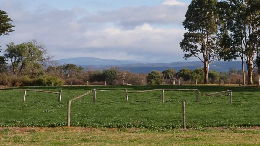 A Gippsland paddock, there's a fence, green grass, big trees and hills and mountains in the distance.