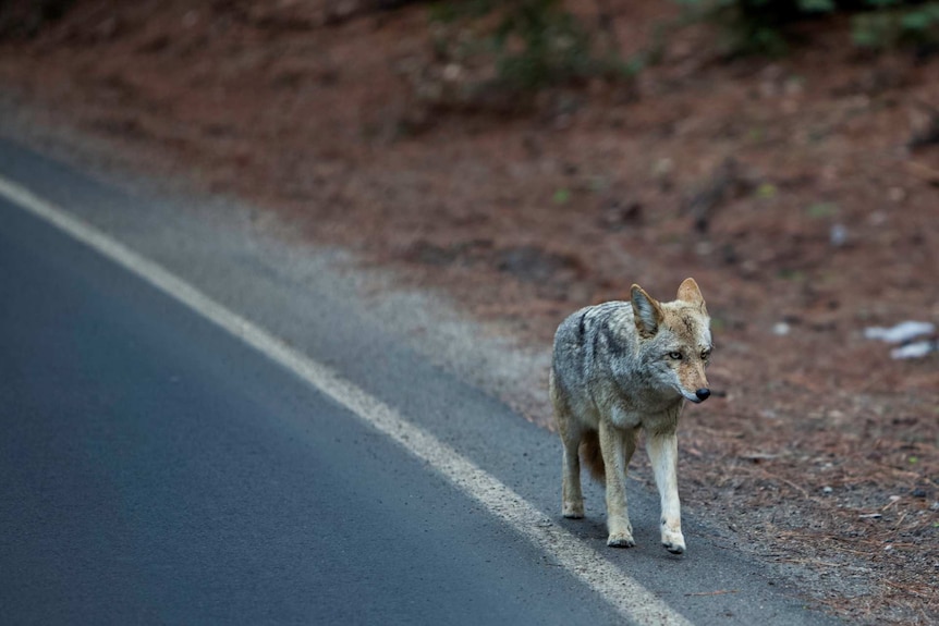 A coyote walks along a road in Yosemite national park in California