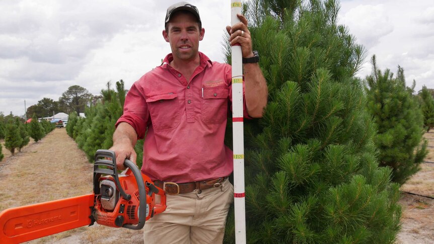 Bradley Fraser stands next to pine tree with measurement stick and chainsaw