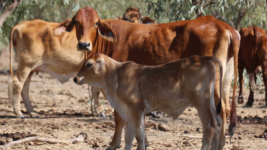 Cattle stand together on Beetaloo Station in northern Australia.