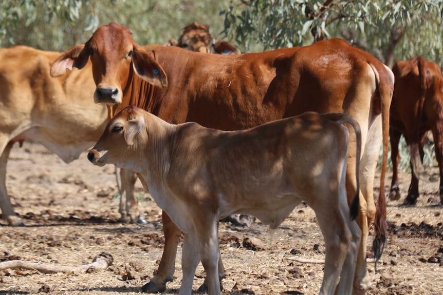 Cattle stand together on Beetaloo Station in northern Australia.