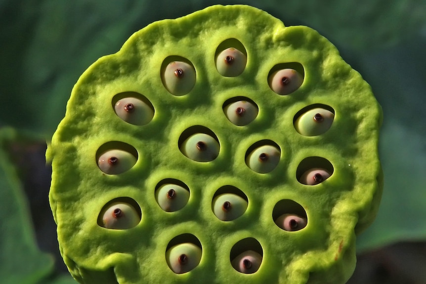 Lotus seed head