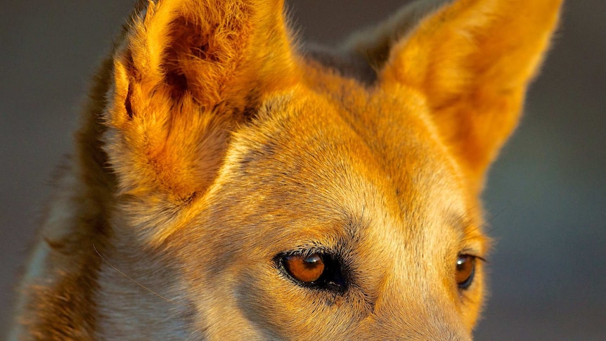 Dingo with golden fur, pricked ears and brown eyes illuminated by late afternoon light looking off to the right, seems pensive