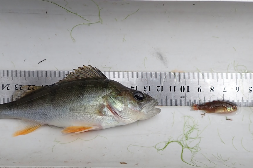 A big fish next to a little fish on a tape measure to indicate size.