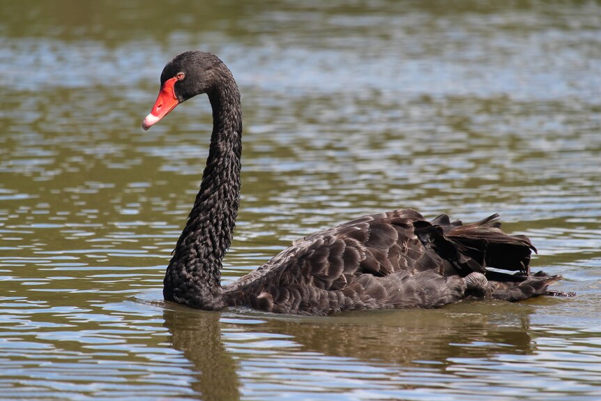 A black swan floating on the water