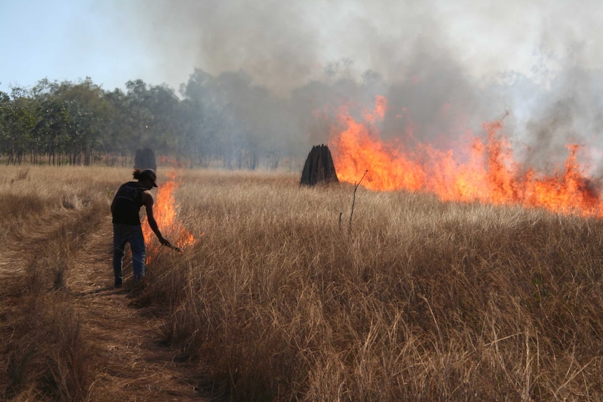 An Aboriginal man lighting a section of grass land with more fire and a termite mound in the backgorund